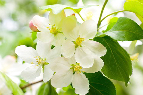 双子座最好的搭档是什么星座 双子座职场最烂搭挡是哪一种人