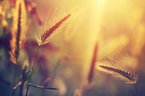 男虎女虎能够结婚吗？_男虎女虎能够结婚吗好吗